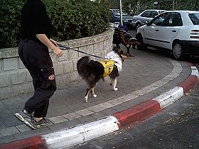 honden fokkers en hond foto's